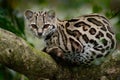 Margay, Leopardis wiedii, beautiful cat sitiing on the branch in the tropical forest, Panama