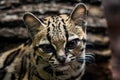 Margay, Leopardis wiedii