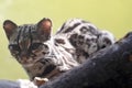 Margay, Leopardus Wiedi, on and Branch and Watching The Surroundings