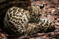 Margay, Leopardus wiedii, female with baby.