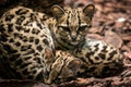 Margay, Leopardus wiedii, female with baby.