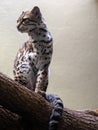 Margay, Leopardus wiedii, is a rare forest cat