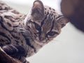 Margay, Leopardus wiedii, a rare South American cat watches the photographer