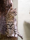 Margay, Leopardus wiedii, a rare South American cat watches the photographer