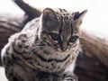 Margay, Leopardus wiedii, a rare South American cat watches the photographer