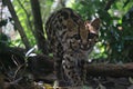 An margay, Leopardus wiedii, stalking towards the camera Royalty Free Stock Photo