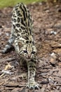 Margay, Leopardus wiedii, stretches, looks like he didn`t have a front leg