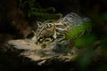 Margay, nice cat, sitting on the branch in the green tropical forest. Detail portrait of ocelot, cat margay in tropical forest.