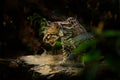 Margay, nice cat, sitting on the branch in the green tropical forest. Detail portrait of ocelot, cat margay in tropical forest.