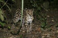 Margay or tiger cat or little tiger, Leopardus wiedii Royalty Free Stock Photo