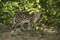 Margay or tiger cat or little tiger, Leopardus wiedii Royalty Free Stock Photo