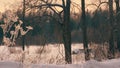 Marge of the forest. Old tree on the foreground. Royalty Free Stock Photo