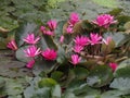 Margenta lotus