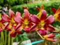 Margenta orchids bloom