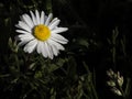 Margherita diploid Leucanthemum vulgare Royalty Free Stock Photo