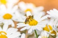 Margherita Itala or Daisy flower with honey bee Royalty Free Stock Photo