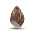 Marginata Shell on white. 3D illustration