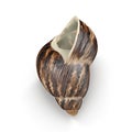 Marginata Shell on white. 3D illustration