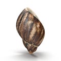 Marginata Shell on white. 3D illustration