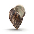 Marginata Shell on white. 3D illustration