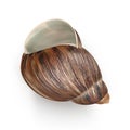 Marginata Shell on white. 3D illustration