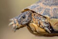 Marginated tortoise head shot Royalty Free Stock Photo