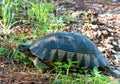 Marginated Tortoise in Athens, Greece Royalty Free Stock Photo