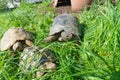 Marginated tortoise - Testudo marginata sarda, in the center Royalty Free Stock Photo