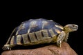 Marginated tortoise (Testudo marginata)