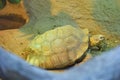The marginated tortoise, or Testudo marginata Royalty Free Stock Photo