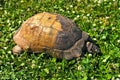 Marginated tortoise, Testudo marginata, turtle in a grassy city park