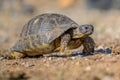 Marginated tortoise walking Royalty Free Stock Photo