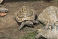 Marginated tortoise (Testudo marginata). Royalty Free Stock Photo