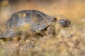 Marginated tortoise vegetation Royalty Free Stock Photo