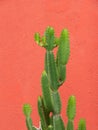 Marginatocereus marginatus cactus on indian red background Royalty Free Stock Photo