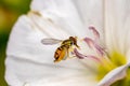 Margined calligrapher fly on white flower.