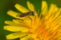 Margined Calligrapher Hover Fly - Toxomerus marginatus