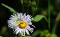 Margined White Butterfly, Pieris marginalis, on Purple Wildflower on Bear Creek Trail, Telluride, Colorado Royalty Free Stock Photo