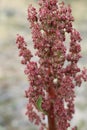 RUMEX HYMENOSEPALUS - PIONEERTOWN - 032920 C