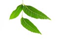 Margosa, nim or neem tree, genus Melia green leaf isolated on white background Royalty Free Stock Photo