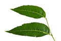 Margosa, nim or neem tree, genus Melia leaf isolated on white ba Royalty Free Stock Photo