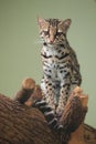 Margay Royalty Free Stock Photo