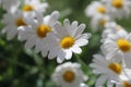 Marguerit Royalty Free Stock Photo