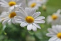Marguerit Royalty Free Stock Photo