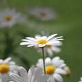 Marguerit Royalty Free Stock Photo