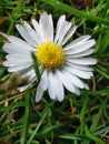 Marguerit in the grass Royalty Free Stock Photo