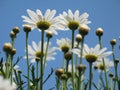 Marguerite