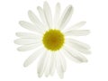 Marguerite