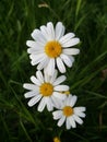 Marguerite Blossom. CMarguerite Blossom. Collection edible plants. Healing power on my set meal Royalty Free Stock Photo