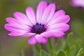 Marguerite closeup